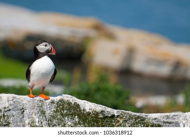 Atlantic Puffin Stands Guard On Rocky Island On The Northern Coast Of Maine. Atlantic Puffins Are An Endangered Species Of Seabirds.