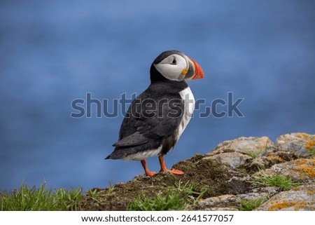 An Atlantic puffin stands on rocky ground overlooking the Atlantic ocean in Elliston, Newfoundland
