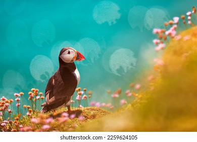 Atlantic Puffins bird or common Puffin, Norway most popular birds.Fratercula arctica,Wild scene with arctic animals