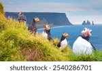 Atlantic puffins (Fratercula arctica) on a rock - Reynisfjara black sand beach, near the village of Vik, Iceland