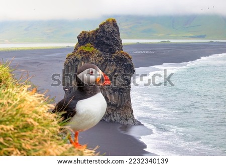 Atlantic puffins (Fratercula arctica) on a rock - Reynisfjara black sand beach, near the village of Vik, Iceland