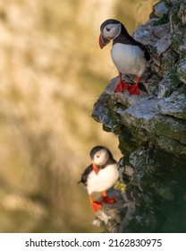 Atlantic Puffins (Fratercula Arctica) Perched On The Cliff Edge, Yorkshire, UK. Beautiful British Seabirds In The Family Alcidae.