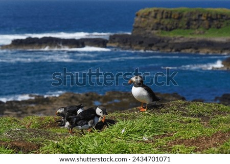 Atlantic puffins on the isle of Lunga in Scotland. Fratercula arctica bird on the Treshnish isles. The puffins breed on Lunga, a small island of the coast of Mull.