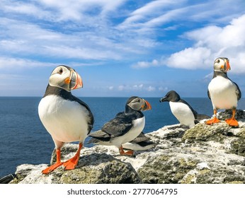 Atlantic puffins and razorbill, Lunga, Treshnish Isles, Inner Hebrides, Argyll, Scotland 