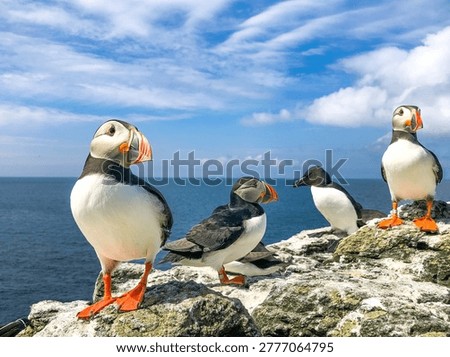 Atlantic puffins and razorbill, Lunga, Treshnish Isles, Inner Hebrides, Argyll, Scotland 
