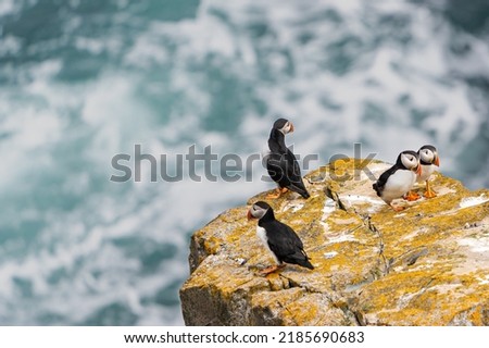Atlantic puffins return to nest at Elliston, Newfoundland and look around at their new home.  