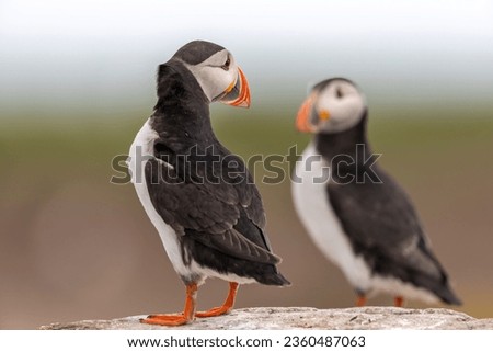Atlantic puffins, a species of seabird in the auk family.