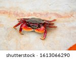 atlantic red rock crab sitting on a rock at low tide