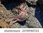Atlantic rock crab (Grapsus grapsus adscensionis) lying on a rock inside a cave, Fuerteventura, Canary Islands, Spain