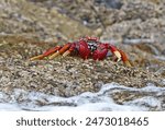 Atlantic Rock Crab (Grapsus adscensionis) adult on rock

Desertas Islands, Madeira, Portugal                 May