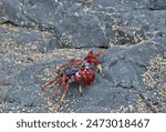 Atlantic Rock Crab (Grapsus adscensionis) adult on rock

Desertas Islands, Madeira, Portugal                 May