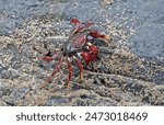 Atlantic Rock Crab (Grapsus adscensionis) adult on rock

Desertas Islands, Madeira, Portugal                 May