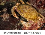 Atlantic rock crab underwater in the St. Lawrence River