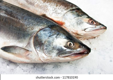 Atlantic Salmon