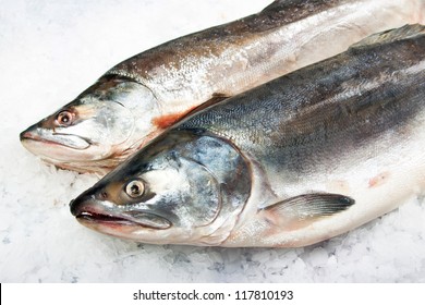 Atlantic Salmon