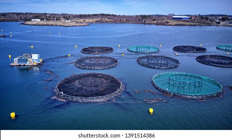 Atlantic Salmon Aquaculture Cage Site