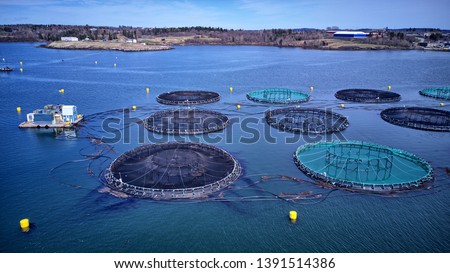Atlantic salmon aquaculture cage site