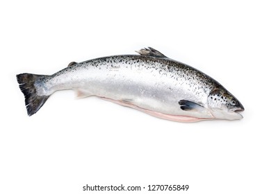 Whole Atlantic Salmon Fish Isolated Ona Stock Photo (Edit Now) 1012354840