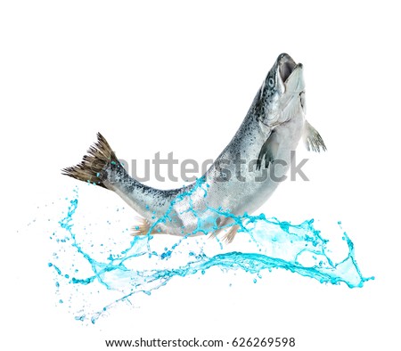 Atlantic salmon fish jumping out of water