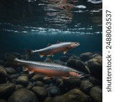 The Atlantic salmon is a large, migratory fish famous for its delicious pink flesh.  They are born in freshwater rivers, but spend most of their lives in the ocean before returning to freshwater to sp