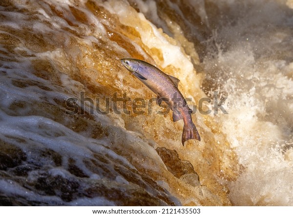 Atlantic\
Salmon leaping upstream during Salmon Run,\
UK