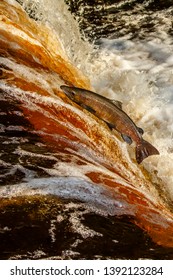 An Atlantic Salmon Makes The Leap Up Stainforth Force In North Yorkshire, UK