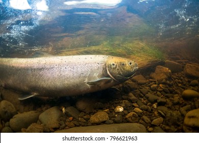 Atlantic Salmon In River