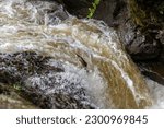 Atlantic Salmon  (Salmo salar) jumping up a waterfall in Scotland, United Kingdom