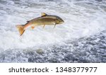 An Atlantic salmon (Salmo salar) jumps out of the water at the Shrewsbury Weir on the River Severn in an attempt to move upstream to spawn. Shropshire, England.