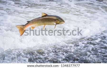 An Atlantic salmon (Salmo salar) jumps out of the water at the Shrewsbury Weir on the River Severn in an attempt to move upstream to spawn. Shropshire, England.
