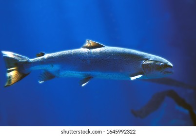 Atlantic Salmon, Salmo Salar, Quebec  