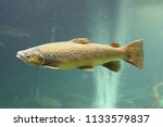 The Atlantic salmon (Salmo salar) is a species of ray-finned fish in the family Salmonidae. It is found in the northern Atlantic Ocean