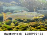 The Atlantic salmon (Salmo salar) is a species of ray-finned fish in the family Salmonidae. Underwater picture in wild fresh water rivers. Norway. 