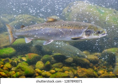 The Atlantic Salmon (Salmo Salar) Is A Species Of Ray-finned Fish In The Family Salmonidae. Underwater Picture In Wild Fresh Water Rivers. Norway. 