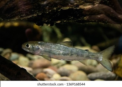 Atlantic Salmon Smolt