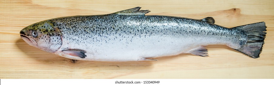 Atlantic Salmon whole fish