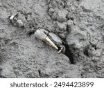 Atlantic sand fiddler crab emerging from its muddy burrow within the wetlands of the Bombay Hook National Wildlife Refuge, Kent County, Delaware.