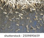 Atlantic sand fiddler crabs living within the muddy wetlands of the Edwin B. Forsythe National Wildlife Refuge, Galloway, New Jersey. 