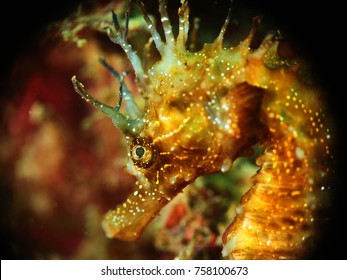 Atlantic Sea Horse
