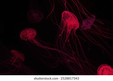 Atlantic sea nettle chrysaora quinquecirrha jellyfish swim underwater in aquarium pool with red neon light. Fluorescent jellyfish in dark water, ocean. Theriology, tourism, diving, undersea life. - Powered by Shutterstock