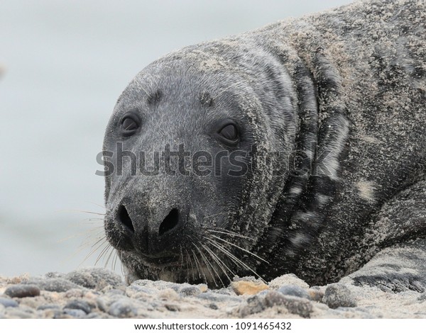 Atlantic Seal Halichoerus Grypus Atlantica Meaning Stock Photo Edit Now