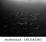 Atlantic Sharp nosed sharks in mating in the Lost Blue hole, Nassau, Bahamas. 