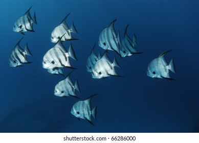 Atlantic Spade Fish