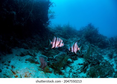 Atlantic Spade Fish Facing Each Other