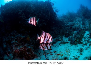 Atlantic Spade Fish Swimming Over The Reef