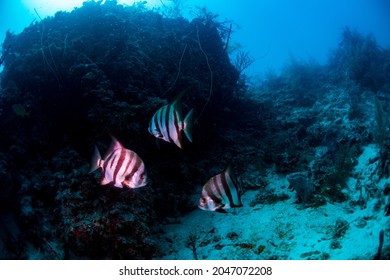 Atlantic Spade Fish Swimming Over The Reef