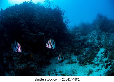 Atlantic Spade Fish Swimming Over The Reef