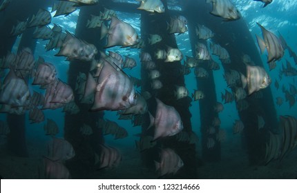 Atlantic Spade Fish Swimming Under A Pier