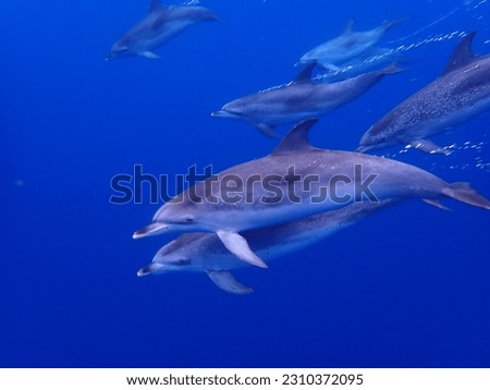 Atlantic Spotted Dolphin, Stenella frontalis, rushing by in the open ocean