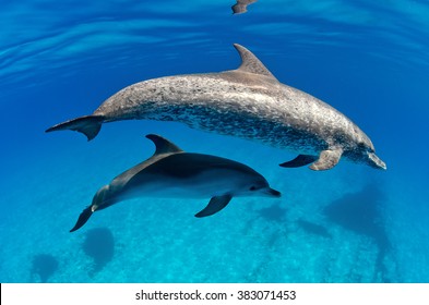 An Atlantic spotted mother dolphin with her baby in the waters of the Bahamas